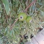 Pyrus salicifolia Fruit