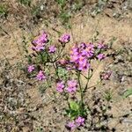 Centaurium erythraeaFloare