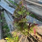 Epilobium coloratum Leaf