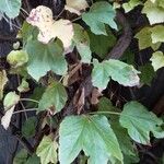 Parthenocissus tricuspidata Blad