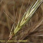Taeniatherum caput-medusae Mbuma
