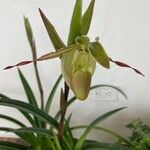 Phragmipedium longifolium Ліст