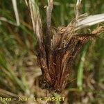 Carex appropinquata Frukt