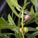 Sarcococca saligna موطن