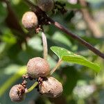 Dioscorea polystachya ഫലം