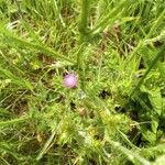 Carduus pycnocephalus Flower