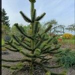 Araucaria araucanaبرگ