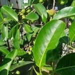 Ficus maxima Folla