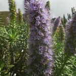 Echium hierrense Flors