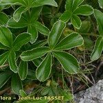 Alchemilla saxatilis Hoja