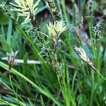 Carex humilis Λουλούδι