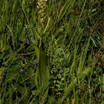 Satyrium amblyosaccos 形態