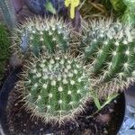 Echinocereus coccineus Leaf