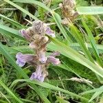 Phelipanche purpurea Flower