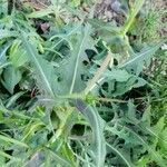 Lactuca perennis Leaf