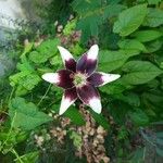 Lilium lancifoliumFlors