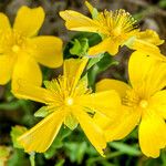 Hypericum cerastoides Blodyn