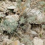 Artemisia sieberi Habitus