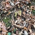 Toxicodendron rydbergii Fruit