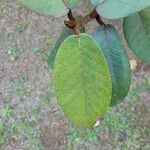 Ficus velutina Hoja