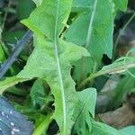 Taraxacum clemens Deilen