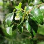 Diospyros whyteana Flor