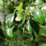 Diospyros whyteana 花