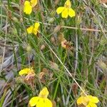 Goodenia stelligera