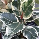 Ficus elasticaList