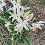 Leucocrinum montanum Flower