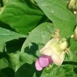 Phaseolus vulgaris 花