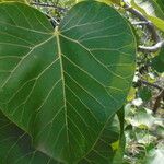 Ficus platyphylla葉