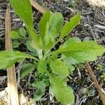 Erigeron annuus Blad