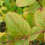 Cornus amomum Leaf