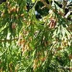 Calocedrus decurrens Leht