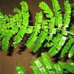 Pseudopiptadenia psilostachya Yaprak