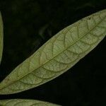Aniba guianensis Frunză