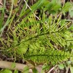 Equisetum pratense برگ