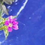 Cuphea hookeriana Blomma
