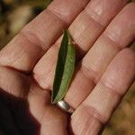 Scorpiurus vermiculatus Leaf