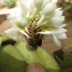 Calyptrochilum emarginatum Λουλούδι