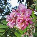 Robinia hispida Flor