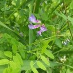 Vicia americana 花