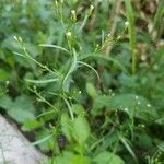 Erigeron canadensisЛист