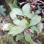Neomirandea parasitica Leaf