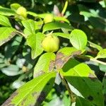 Stewartia malacodendron Φρούτο