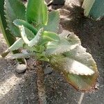 Kalanchoe laetivirens عادت داشتن