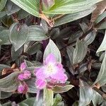 Tradescantia cerinthoides Çiçek