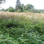 Rubus winteri Habitus