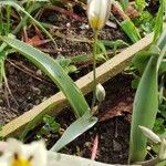 Tulipa turkestanica Flor